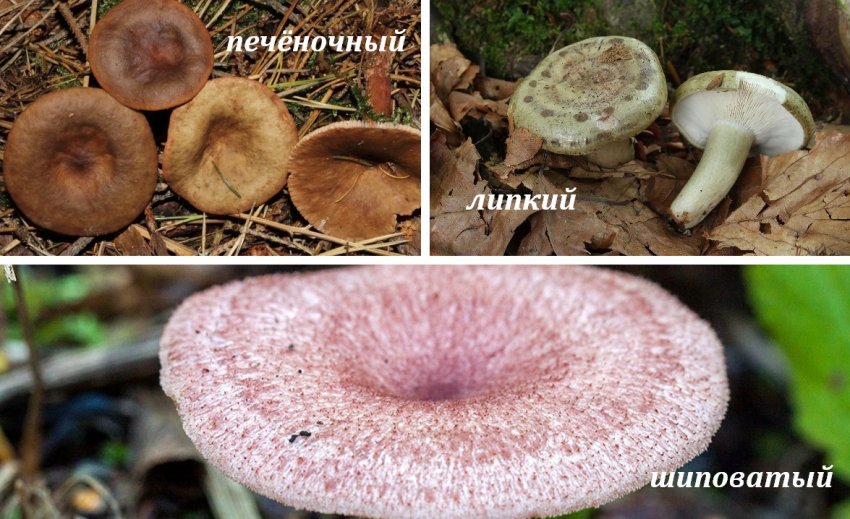 Неїстівні двійники вовнянки Неїстівні двійники вовнянки