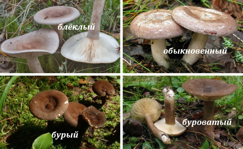 Різновиди млечников Різновиди млечников