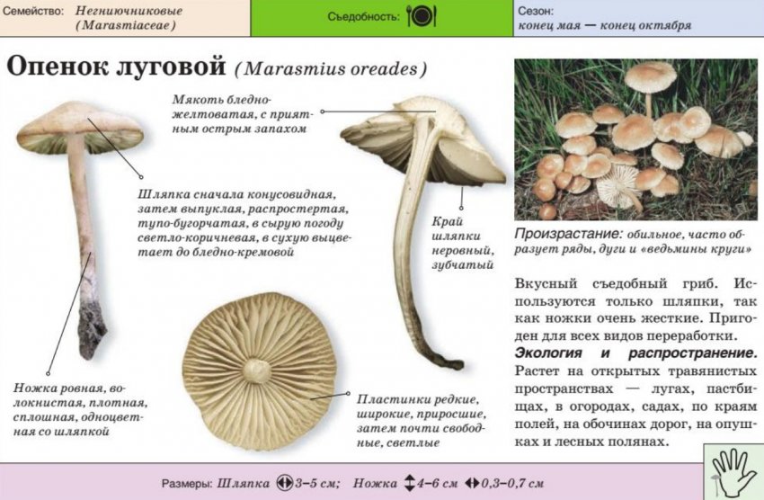 Опеньок луговий Опеньок луговий