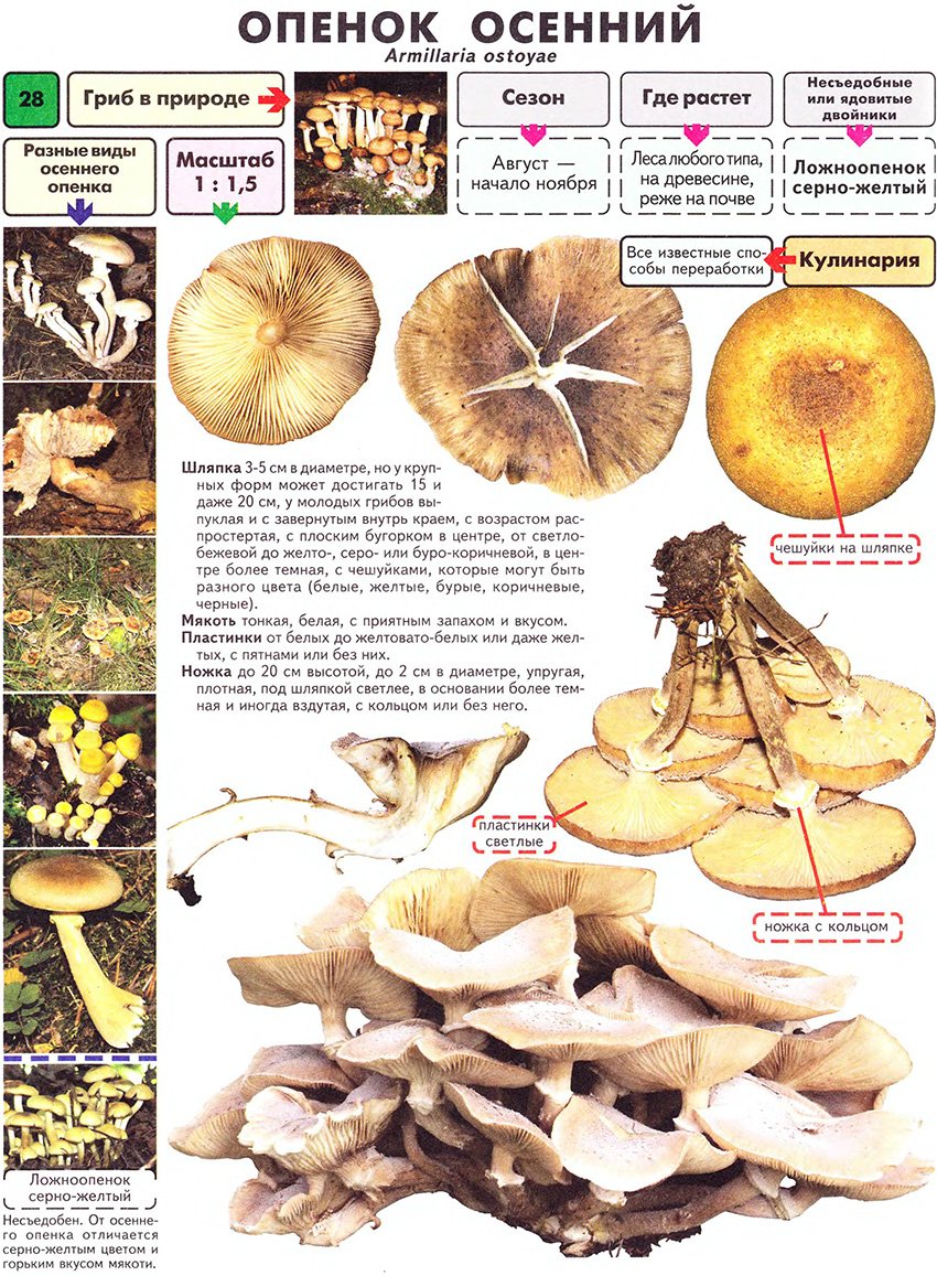 Опеньок осінній Опеньок осінній