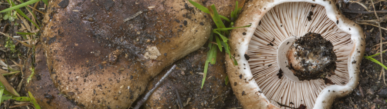 Подгруздок чорний (Russula adusta): опис гриба, двійники, сезон збору