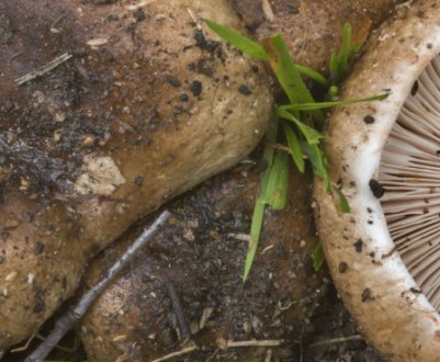 Подгруздок чорний (Russula adusta): опис гриба, двійники, сезон збору