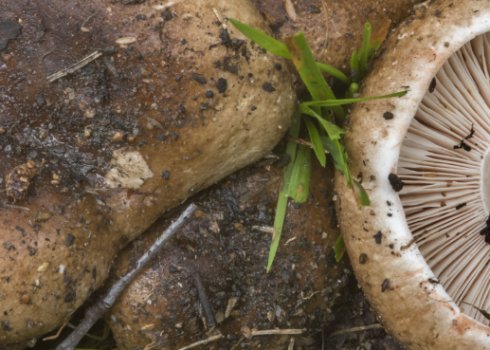 Подгруздок чорний (Russula adusta): опис гриба, двійники, сезон збору