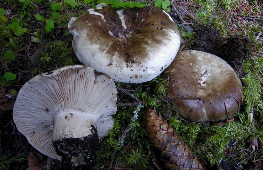 Подгруздок чорний Подгруздок чорний