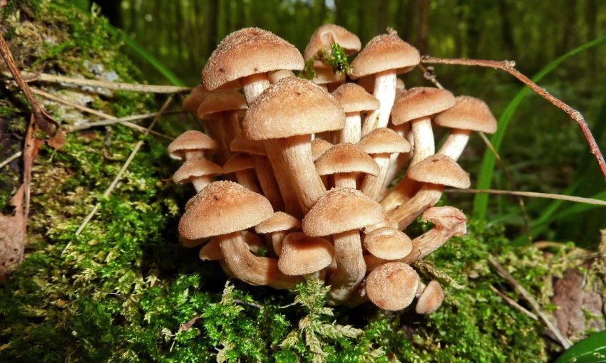 Гриби опеньки Гриби опеньки