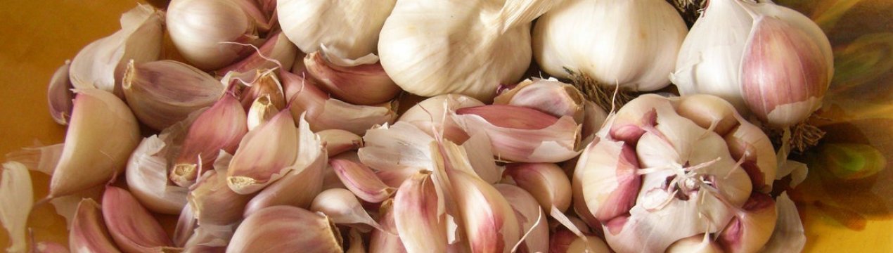 Яровий часник: посадка, вирощування і догляд, строки збирання і зберігання