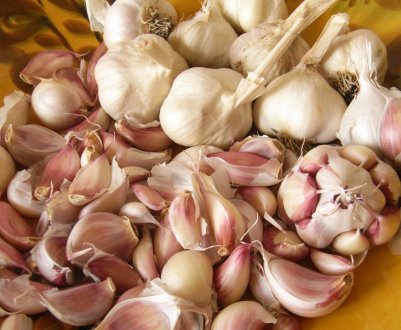 Яровий часник: посадка, вирощування і догляд, строки збирання і зберігання