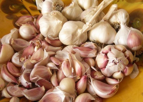 Яровий часник: посадка, вирощування і догляд, строки збирання і зберігання