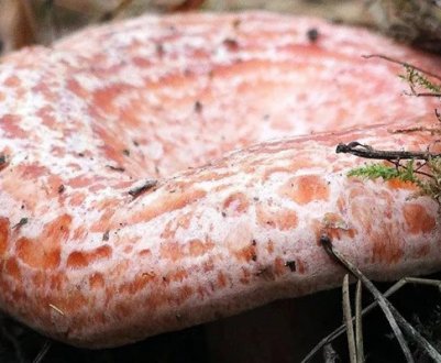 Опис грибів рижиков, користь і шкода грибів, як приймати