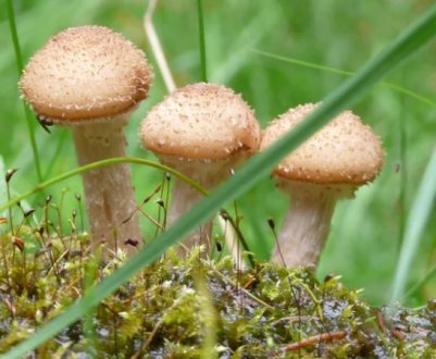 Як ростуть гриби опеньки в лісі