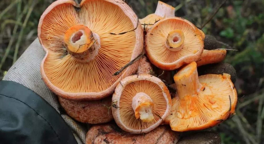 Цвет рыжиков. Рыжики грибы. Рыжик гриб съедобный. Рыжик обыкновенный. Рыжик (гриб) грибы.