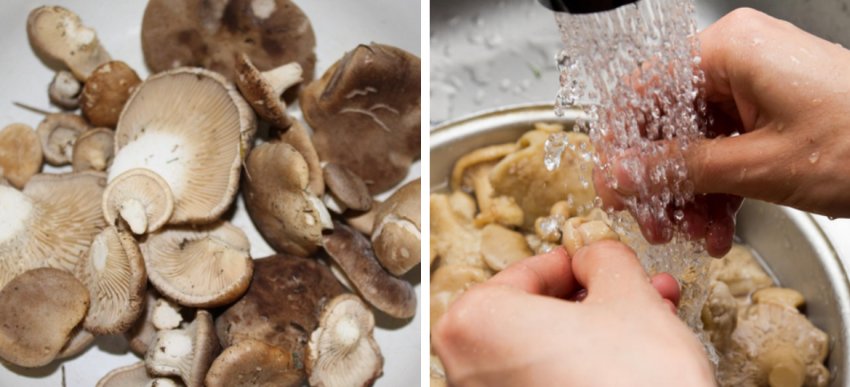 Чистка грибів Чистка грибів