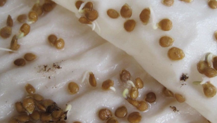 Підготовка насіння до посіву Підготовка насіння до посіву