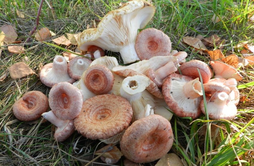 Корисні властивості грибів вовнянок Корисні властивості грибів вовнянок