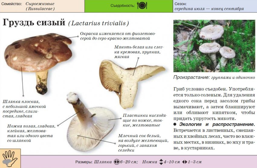 Груздь перечный чем опасен. Смотреть фото Груздь перечный чем опасен. Смотреть картинку Груздь перечный чем опасен. Картинка про Груздь перечный чем опасен. Фото Груздь перечный чем опасен
