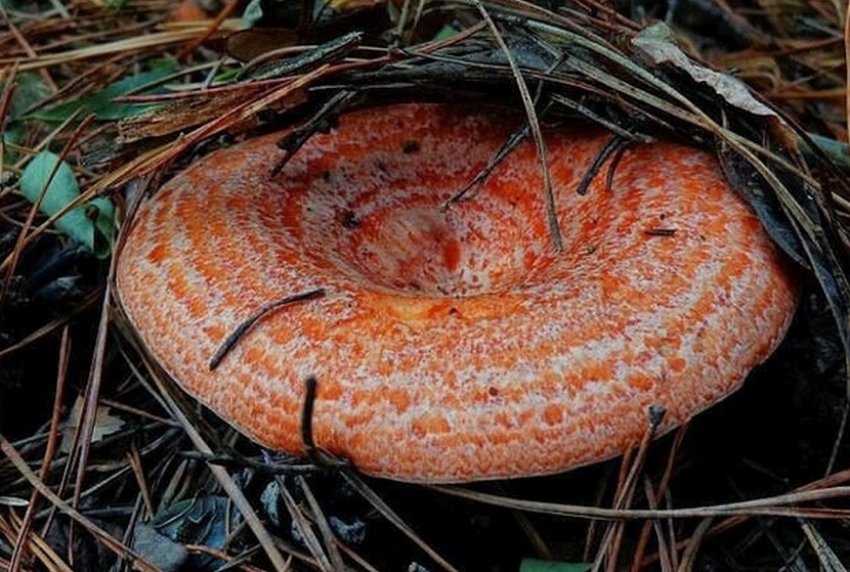 Рижик сосновий Рижик сосновий