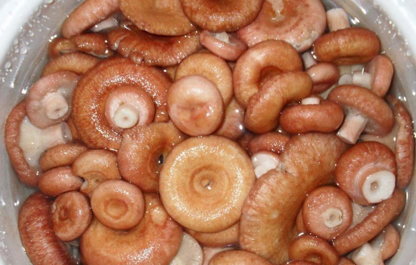 Мийка вовнянок Мийка вовнянок