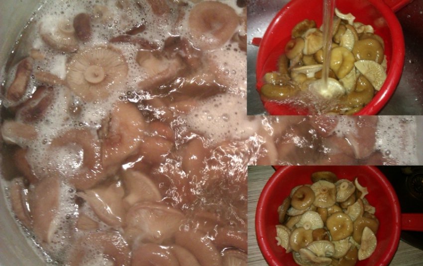 Засолювання вовнянок Засолювання вовнянок