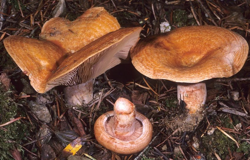 Рижик червоний Рижик червоний