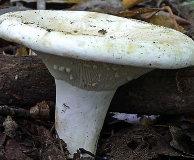 Гриб груздь перцевий: застосування та властивості