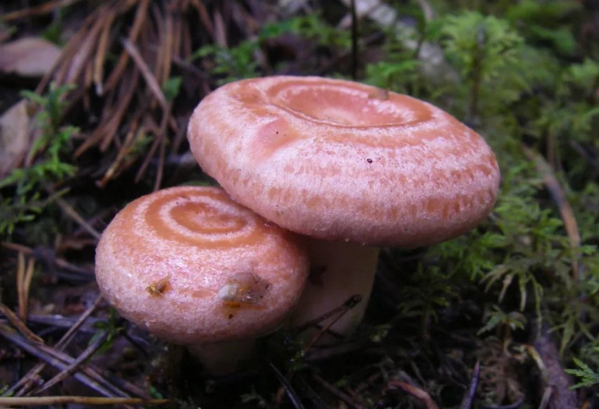 Волнушка рожева Волнушка рожева