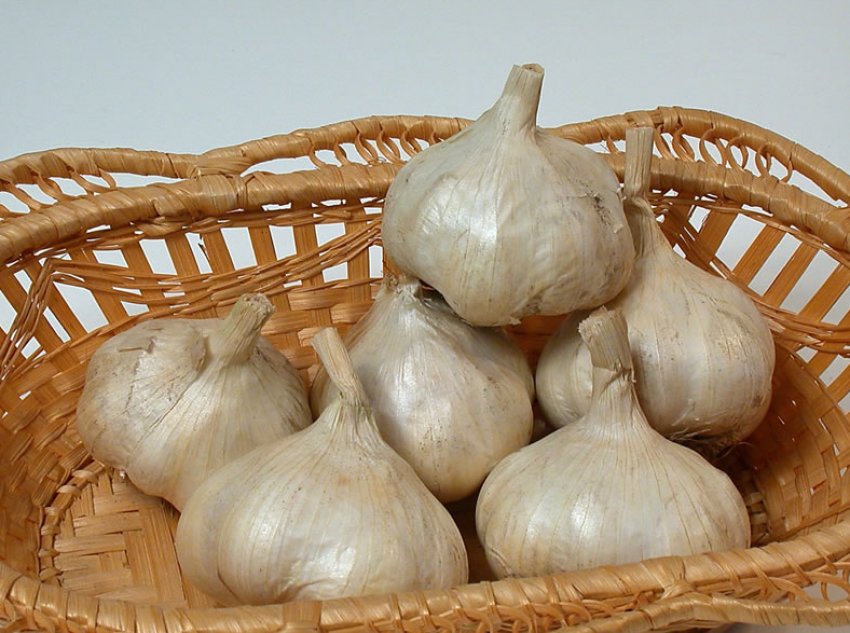 Часник «Викторио»