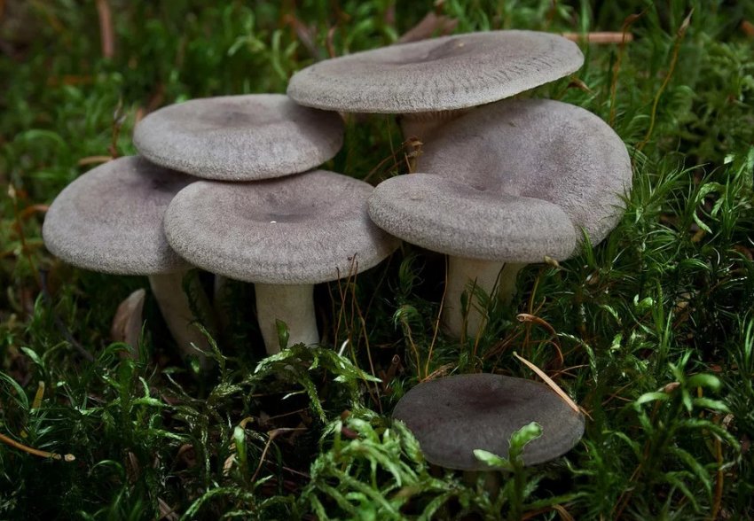 молочні судини великий молочні судини великий