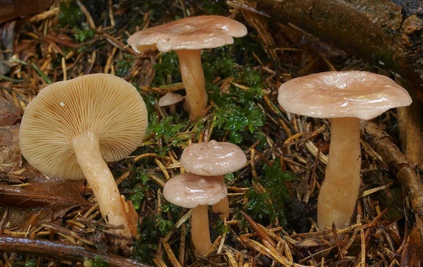 молочні судини ароматний молочні судини ароматний