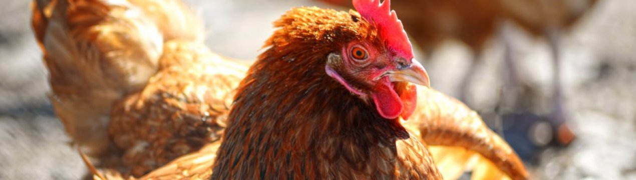 Хвороба Марека у курей: симптоми і лікування