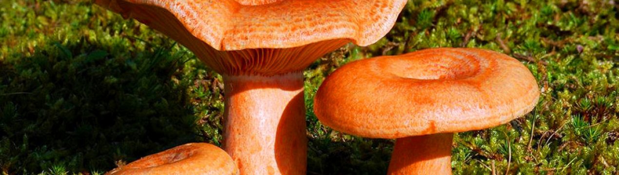 Як відрізнити гриби від помилкових рижиков