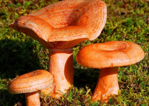 Як відрізнити гриби від помилкових рижиков