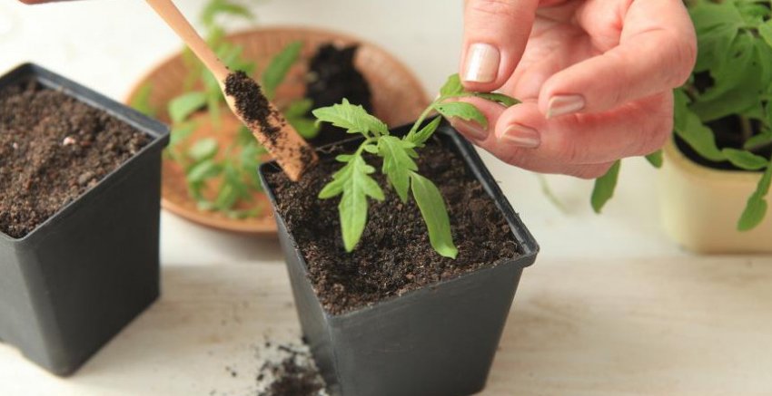 Догляд за розсадою Догляд за розсадою