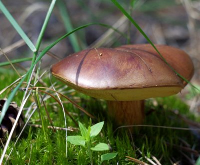 Опис польського гриба