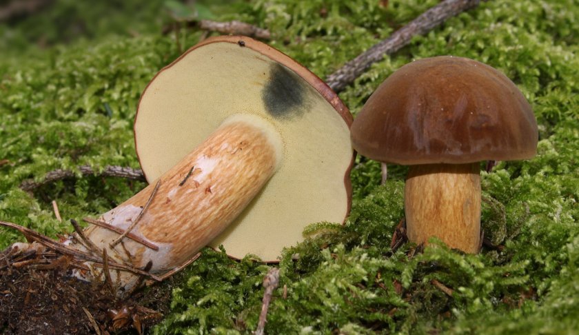 Imleria badia Imleria badia