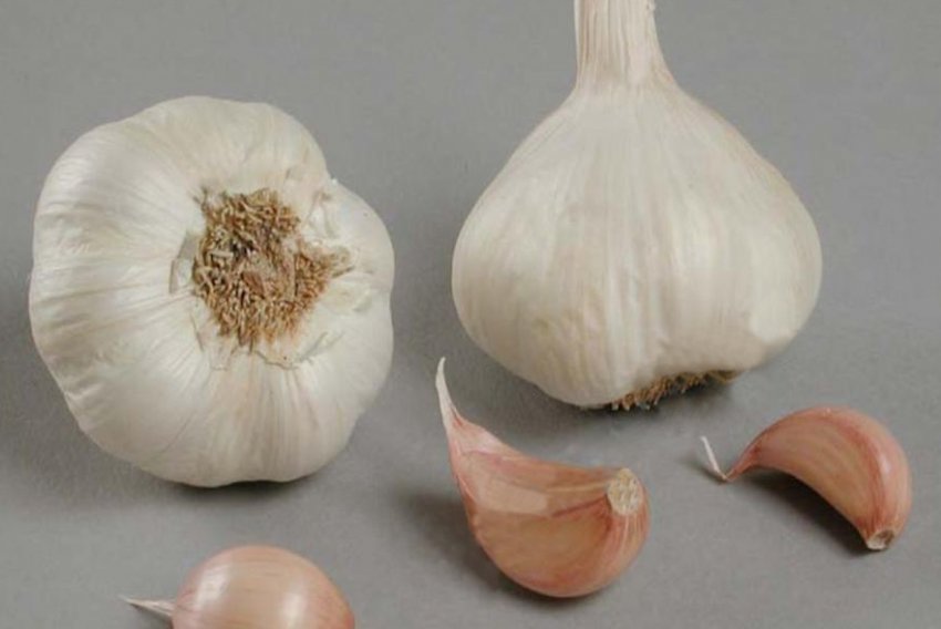 Часник «Гулівер»