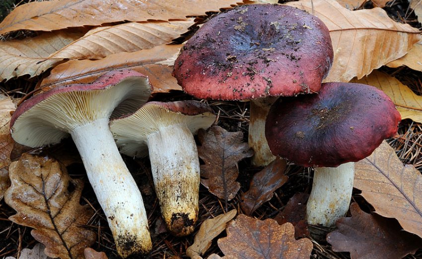 Хвиляста сироїжка Хвиляста сироїжка