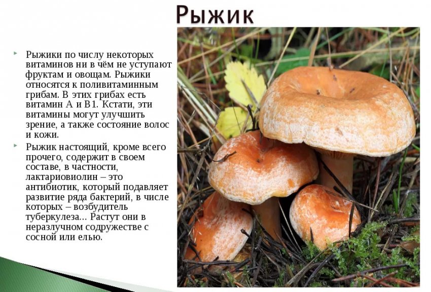 Користь гриба Користь гриба