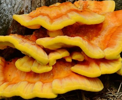 Трутовик сірчано-жовтий: опис, використання у медицині, протипоказання