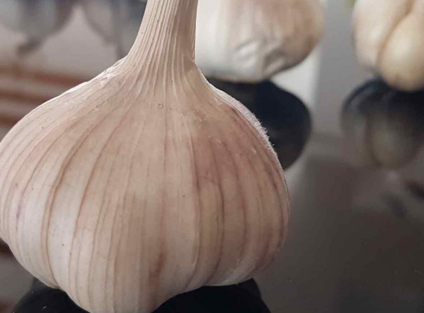 Часник «Еленовский»