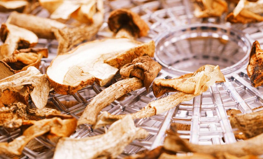 Сушка польських грибів Сушка польських грибів