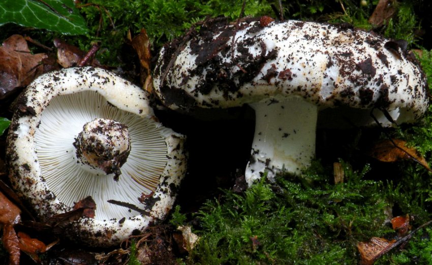 Груздь сухий Груздь сухий