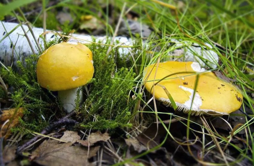 Жовті сироїжки Жовті сироїжки