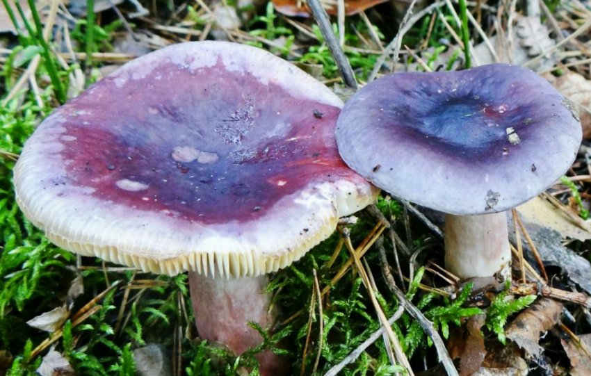 Сироїжки сині Сироїжки сині