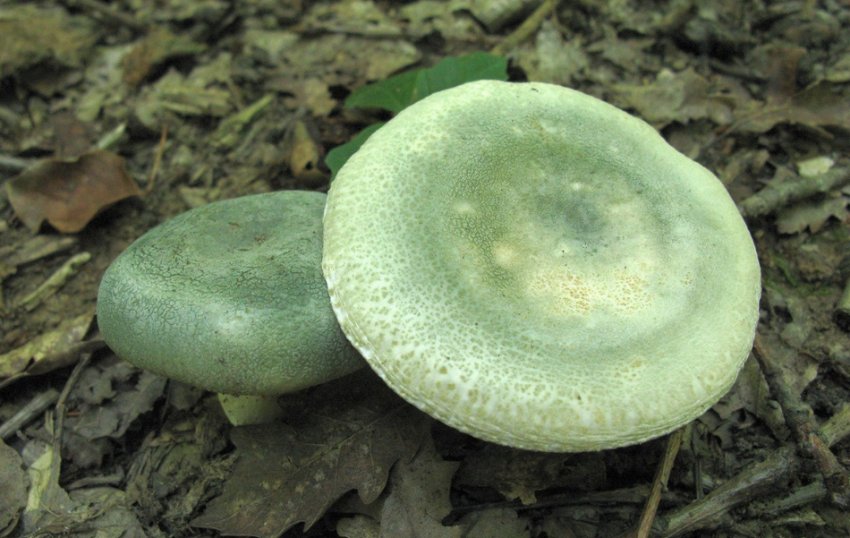 зелені Сироїжки зелені Сироїжки