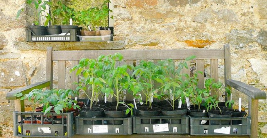 Загартовування розсади томатів Загартовування розсади томатів