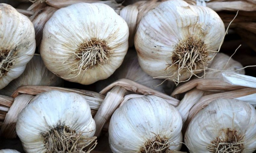 Часник «Абрек»