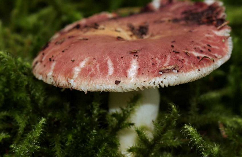 Сироїжки харчові Сироїжки харчові