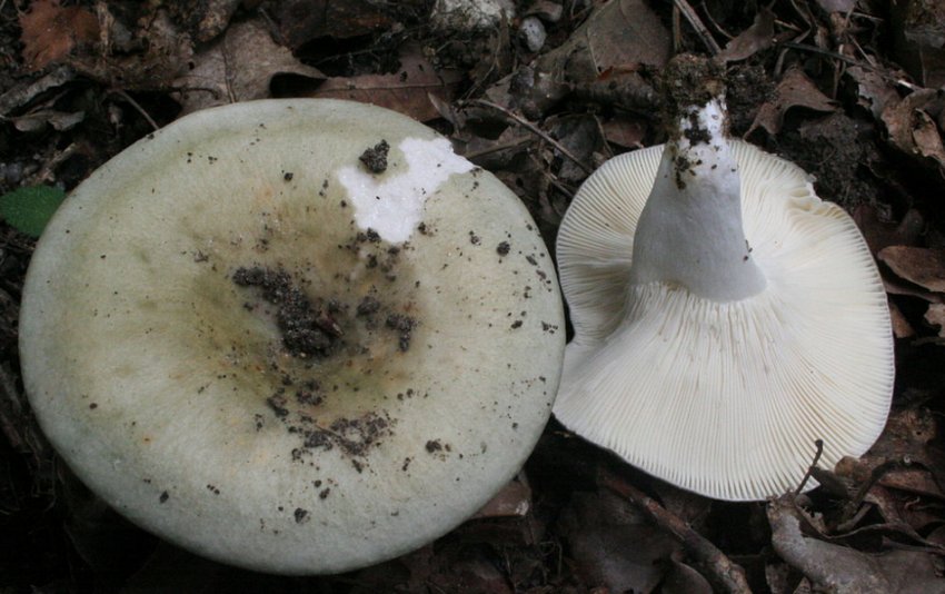 Сироїжки вільчатиє Сироїжки вільчатиє