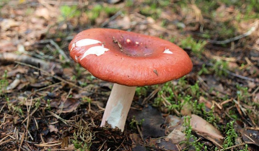 Сироїжка болотна Сироїжка болотна