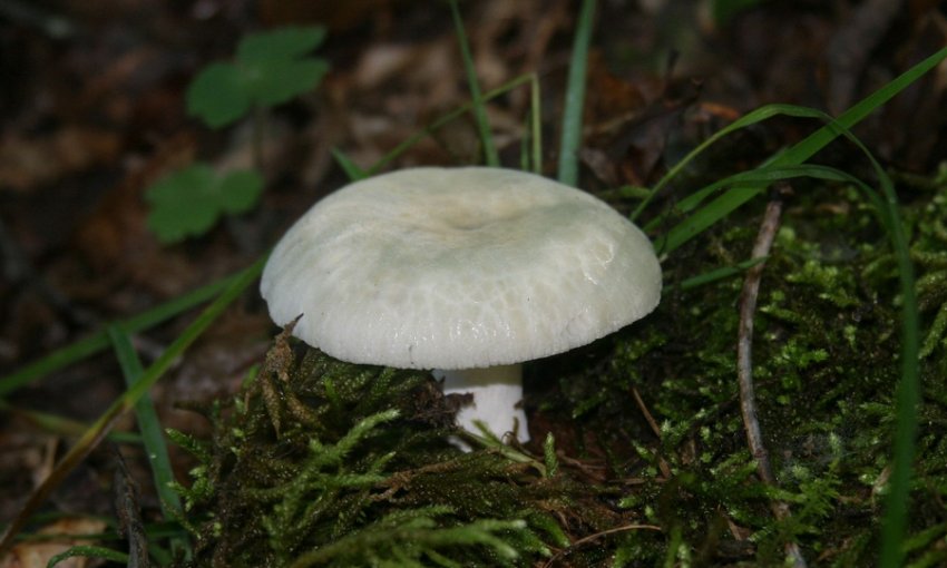 Сироїжка зеленувата Сироїжка зеленувата